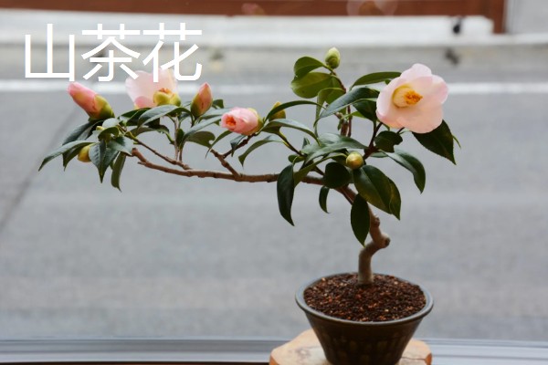 有什么四季常绿的爬藤类植物，常见常春藤、络石、绿萝等品种