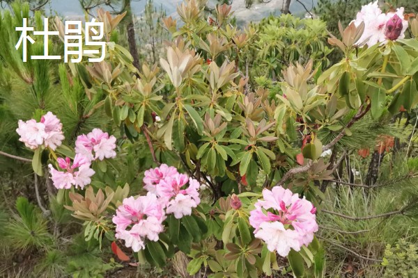 有什么四季常绿的爬藤类植物，常见常春藤、络石、绿萝等品种
