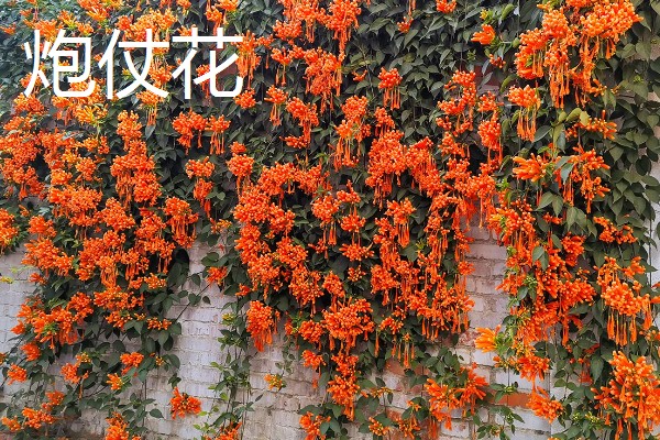 有什么四季常绿的爬藤类植物，常见常春藤、络石、绿萝等品种