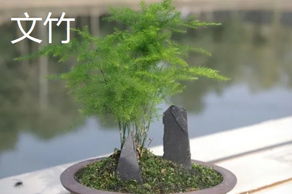 有什么四季常绿的爬藤类植物，常见常春藤、络石、绿萝等品种