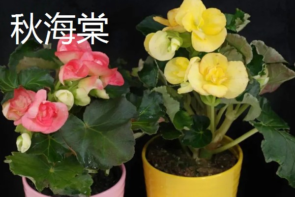有什么四季常绿的爬藤类植物，常见常春藤、络石、绿萝等品种