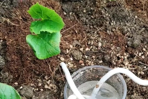 羊角蜜瓜何时种植，最佳时间为3-4月份