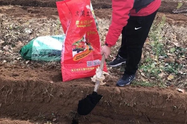 羊角蜜瓜何时种植，最佳时间为3-4月份