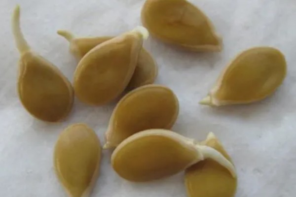 羊角蜜瓜何时种植，最佳时间为3-4月份