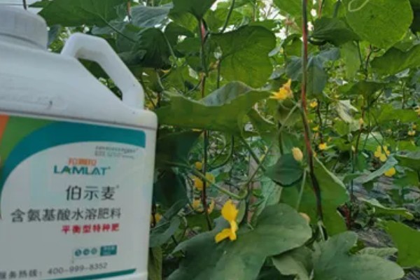 羊角蜜瓜何时种植，最佳时间为3-4月份