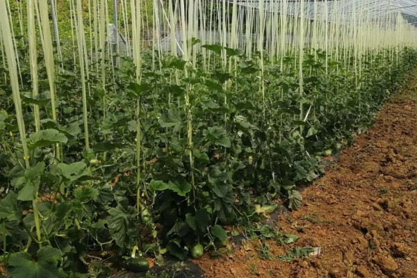 羊角蜜瓜何时种植，最佳时间为3-4月份