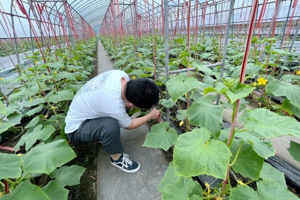 羊角蜜瓜何时种植，最佳时间为3-4月份