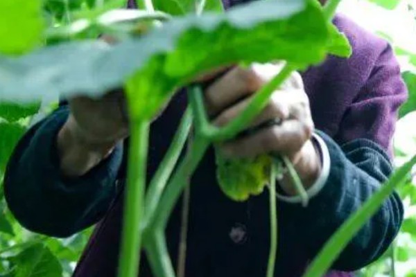 羊角蜜瓜何时种植，最佳时间为3-4月份