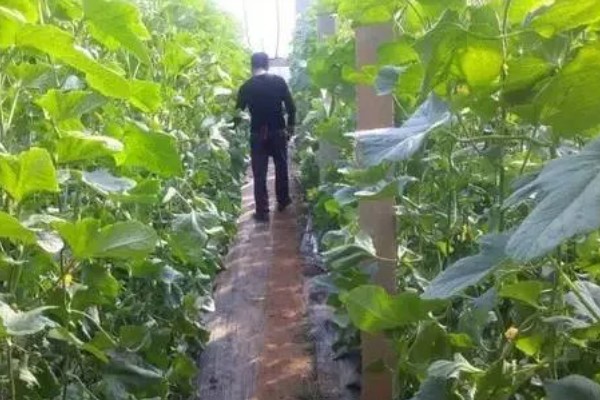 羊角蜜瓜何时种植，最佳时间为3-4月份