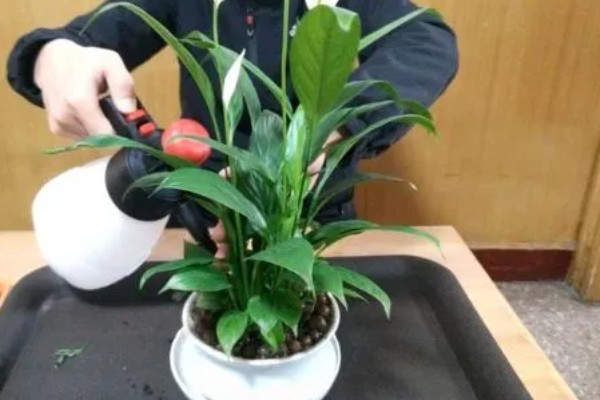 白掌叶子下垂会恢复吗,养护得当是可以恢复的