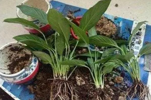 白掌叶子下垂会恢复吗,养护得当是可以恢复的