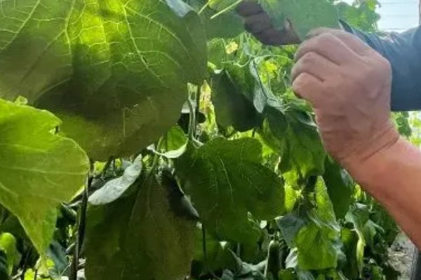 羊角蜜瓜何时种植，最佳时间为3-4月份