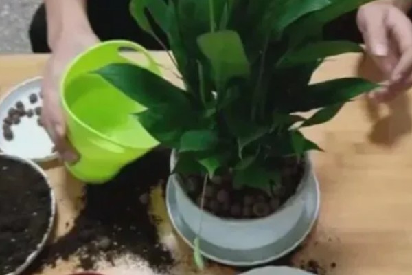 白掌叶子下垂会恢复吗,养护得当是可以恢复的