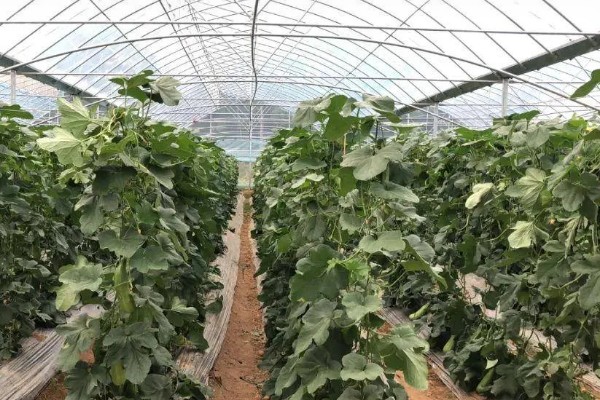羊角蜜瓜何时种植，最佳时间为3-4月份