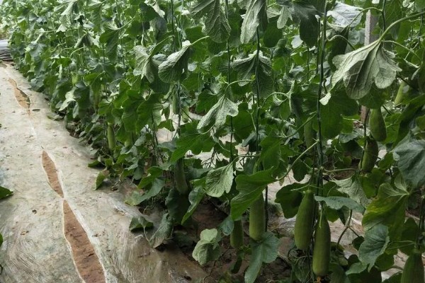 羊角蜜瓜何时种植，最佳时间为3-4月份