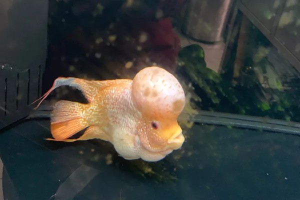 黄金罗汉鱼好不好养，新手不宜尝试