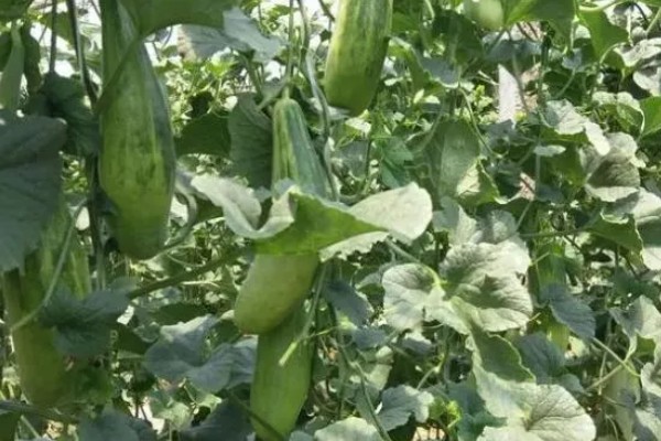 羊角蜜瓜何时种植，最佳时间为3-4月份