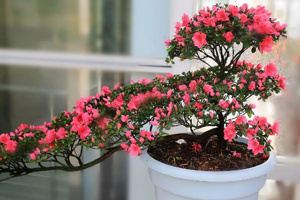 北方如何养好杜鹃花，喜光照充足的环境
