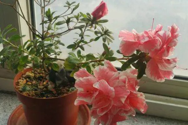 北方如何养好杜鹃花，喜光照充足的环境