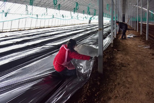 羊角蜜瓜何时种植，最佳时间为3-4月份