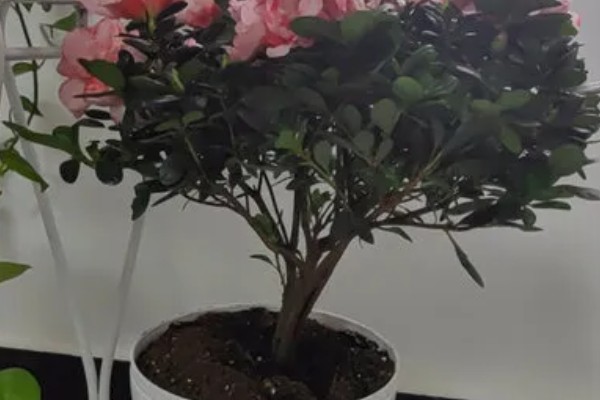 北方如何养好杜鹃花，喜光照充足的环境