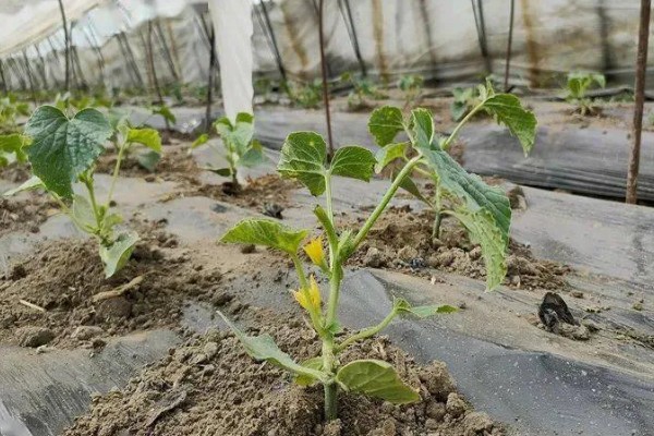 羊角蜜瓜何时种植，最佳时间为3-4月份