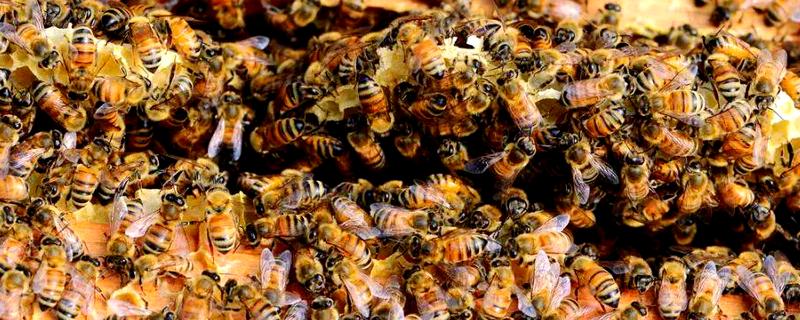 蜜蜂有几种类型，分为蜂王、工蜂和雄蜂