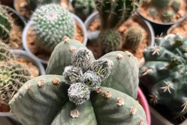 仙人球怎么换盆，修剪根系经过消毒后再重栽