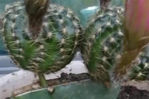 仙人球怎么换盆，修剪根系经过消毒后再重栽
