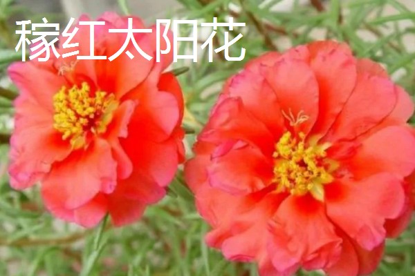 太阳花是向日葵吗,属于不同的品种