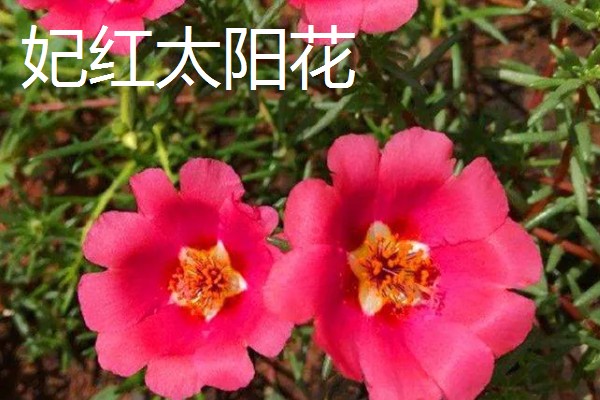 太阳花是向日葵吗,属于不同的品种