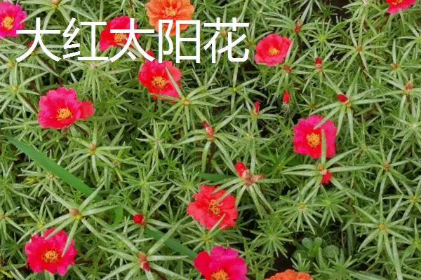 太阳花是向日葵吗,属于不同的品种