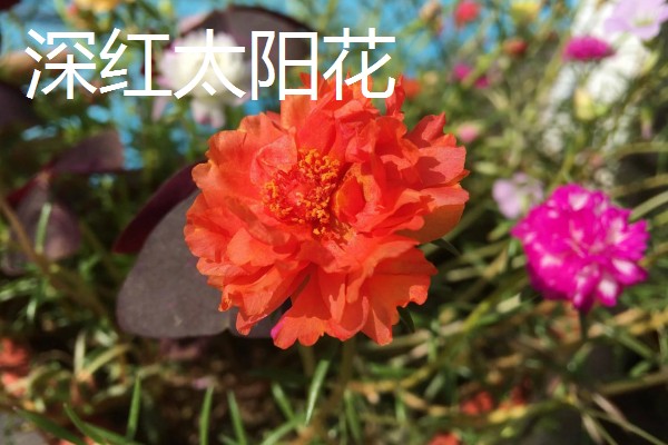 太阳花是向日葵吗,属于不同的品种