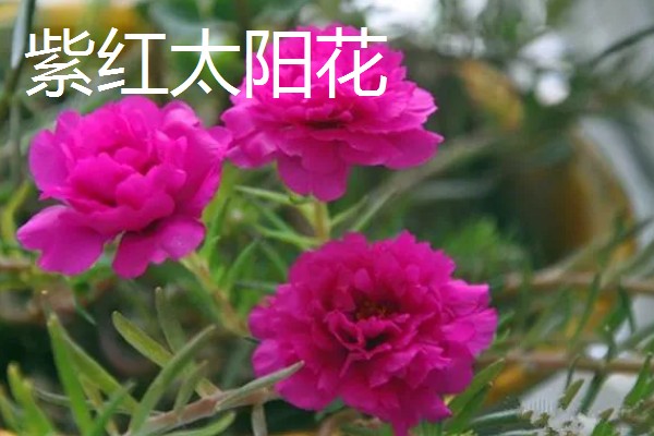 太阳花是向日葵吗,属于不同的品种