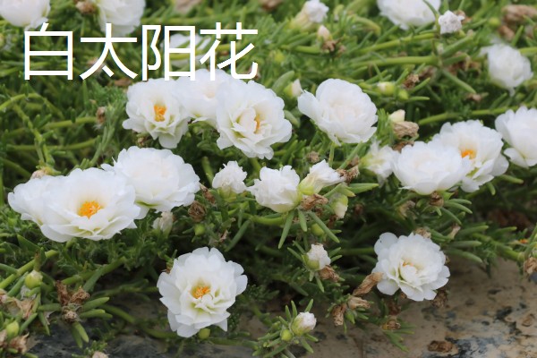 太阳花是向日葵吗,属于不同的品种