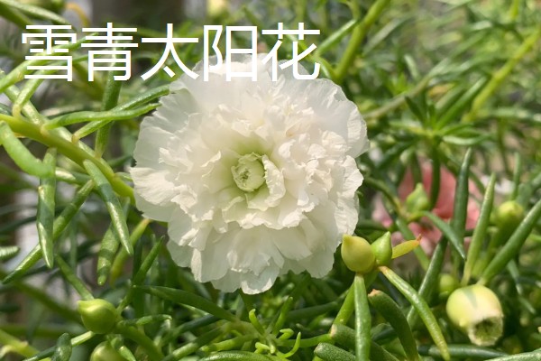 太阳花是向日葵吗,属于不同的品种