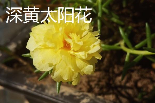 太阳花是向日葵吗,属于不同的品种