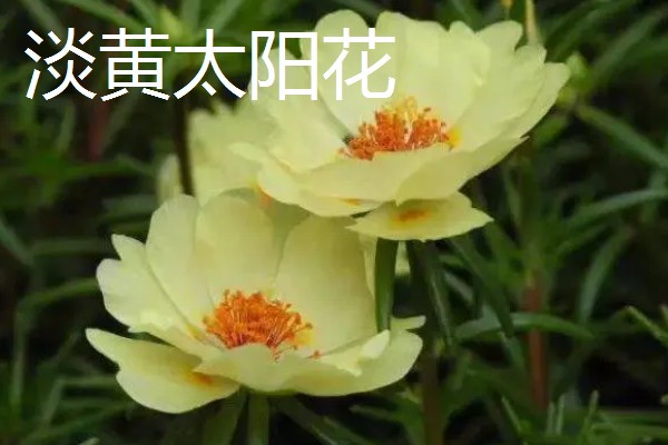 太阳花是向日葵吗,属于不同的品种