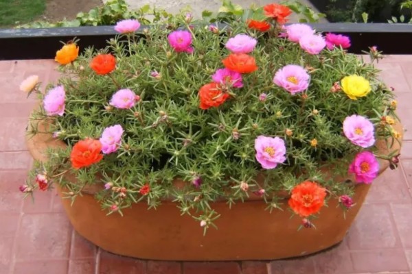 太阳花是向日葵吗,属于不同的品种