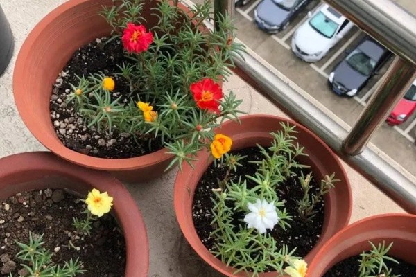 太阳花是向日葵吗,属于不同的品种