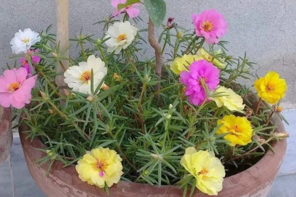 太阳花是向日葵吗,属于不同的品种