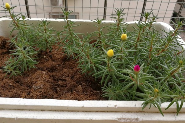 太阳花是向日葵吗,属于不同的品种