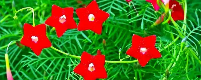 茑萝的浇水方法，春秋季节每隔3-5天浇一次