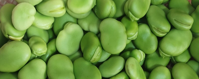 蚕豆能榨油吗，蚕豆不可以榨油