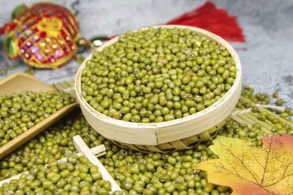 绿豆种成豆芽的方法，选用当年生或隔年生的新鲜豆种