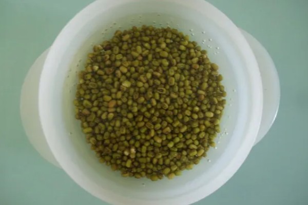 绿豆种成豆芽的方法，选用当年生或隔年生的新鲜豆种