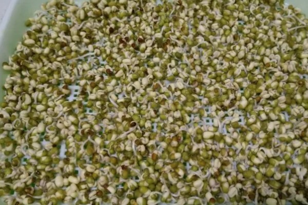 绿豆种成豆芽的方法，选用当年生或隔年生的新鲜豆种