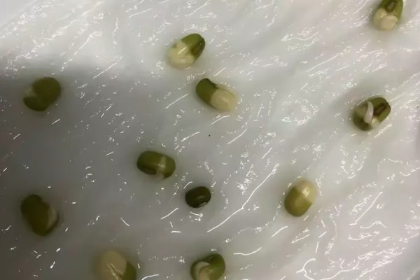 绿豆种成豆芽的方法，选用当年生或隔年生的新鲜豆种