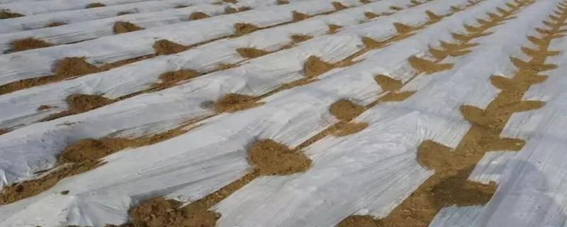 怎么延长农膜的使用寿命，出现破损要及时修补