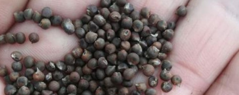 芙蓉花的种子能否发芽，可以发芽